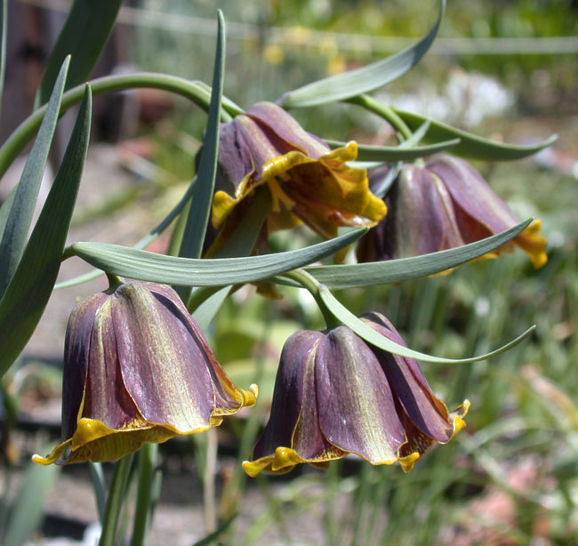 Fritillaria Pyrenaica | North American Rock Garden Society